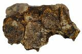 Hadrosaur (Edmontosaurus) Tooth Battery Section #176372-2